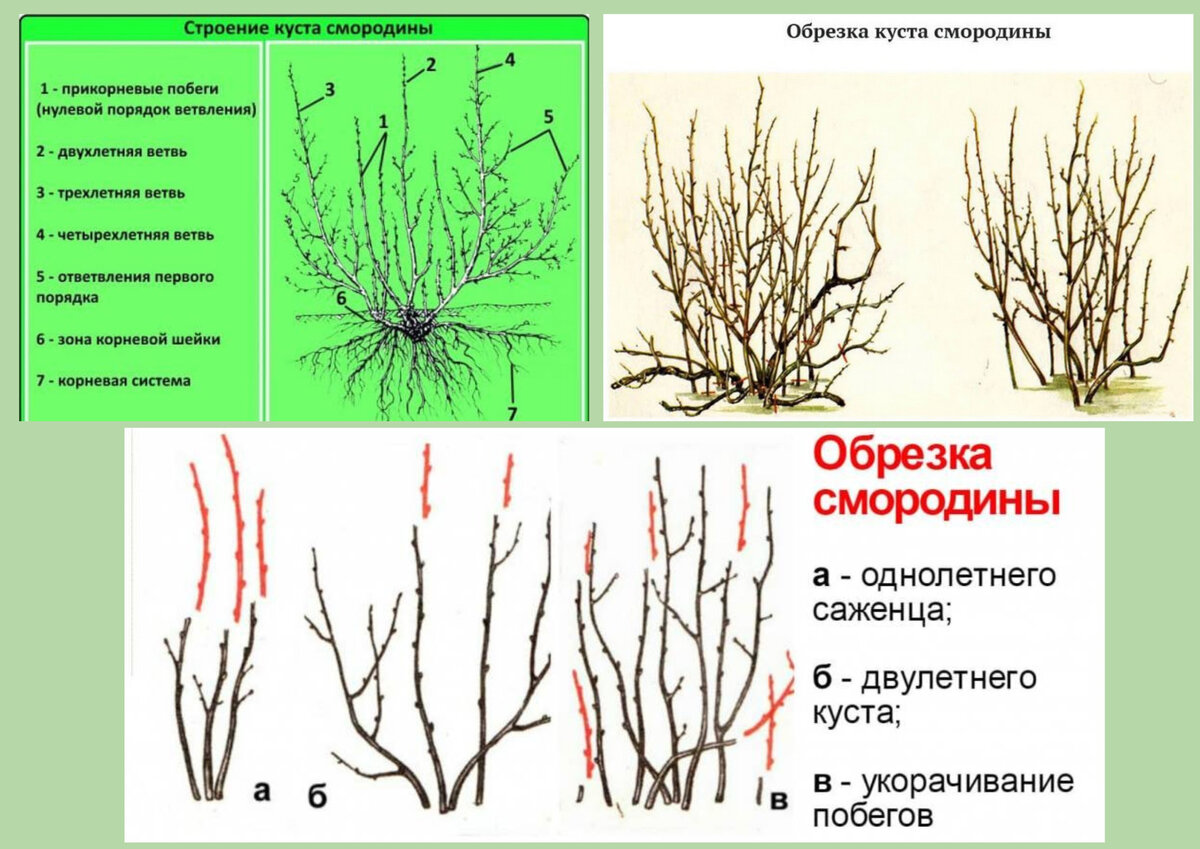 Как обрезать смородину весной для начинающих схемы с подробным