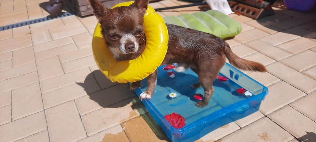 Сделали бассейн для Леонардо и теперь он самый счастливый и крутой чих на свете 🥰. Он обожает купаться в нём и особенно в жару 🏖️. Мы положили ему в бассейн лепестки цветов, положили подушку для загорания и надели на него именованный надувной круг 🫠. Напишите как ещё можно улучшить наш бассейн ❤️