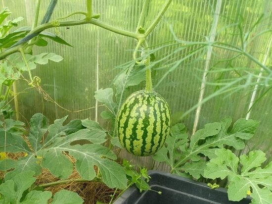     Фото: Владимира Губанова