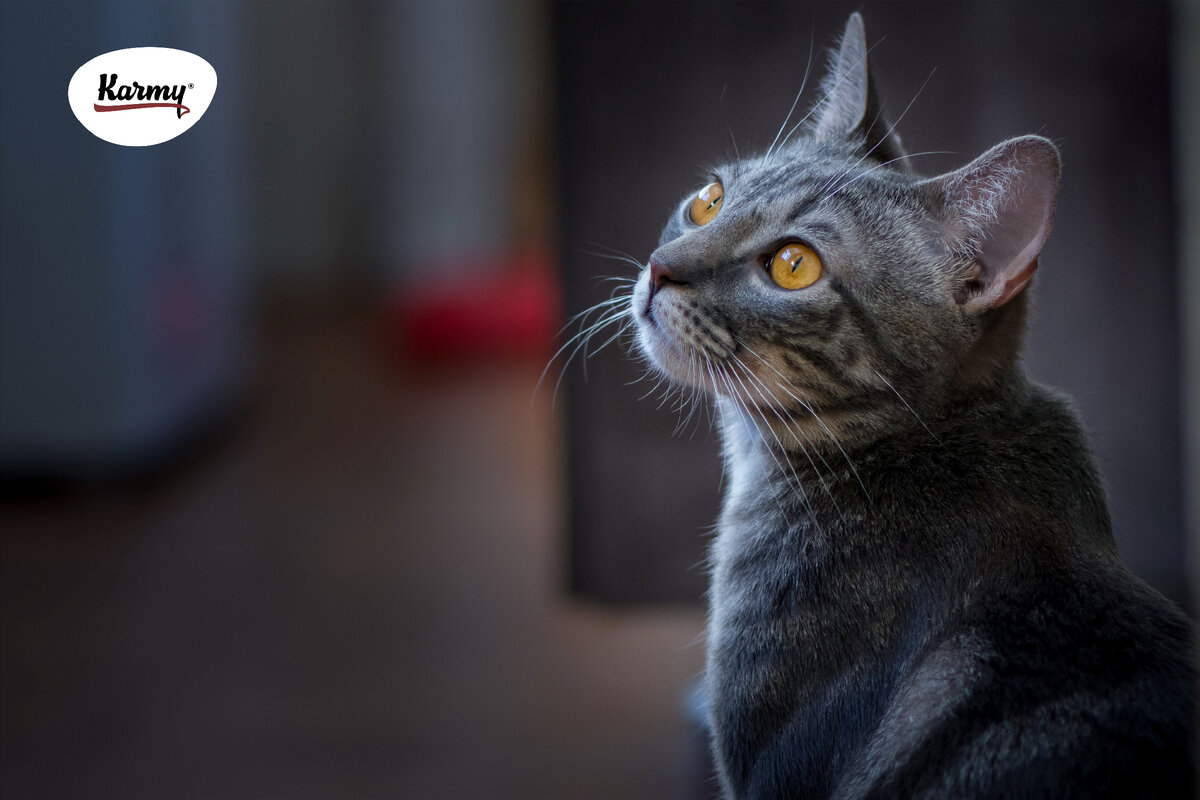 Авторское изображение с использованием картинки с фотостока "Unsplash"