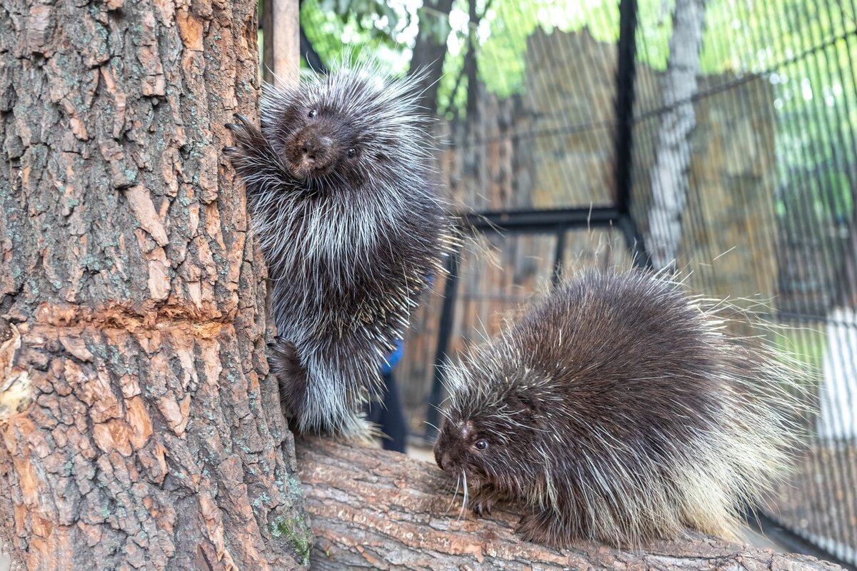 ��������, ������������������ ��������. ������� ������.