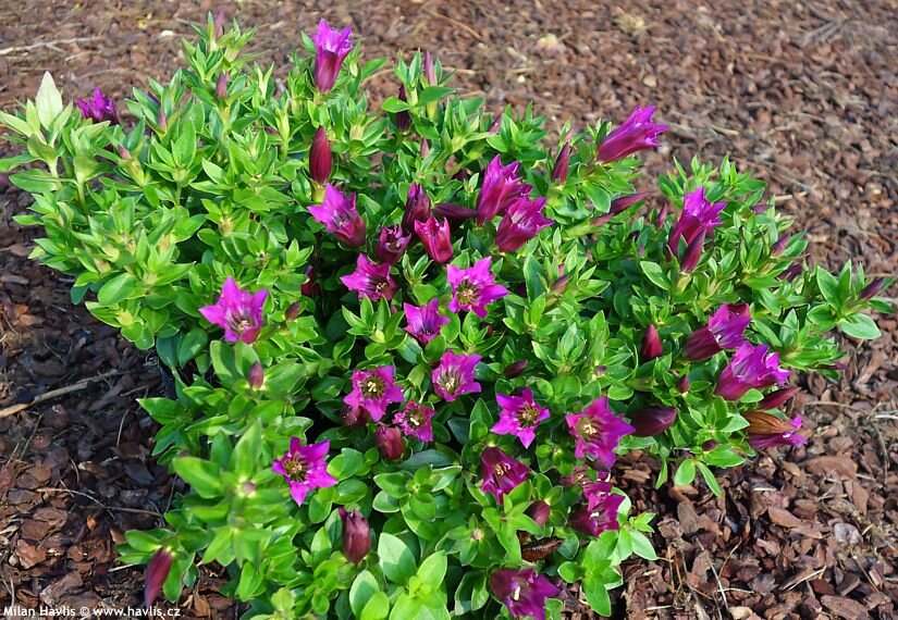 фото взято с сайта https://havlis.cz/karta_en.php?kytkaid=3816