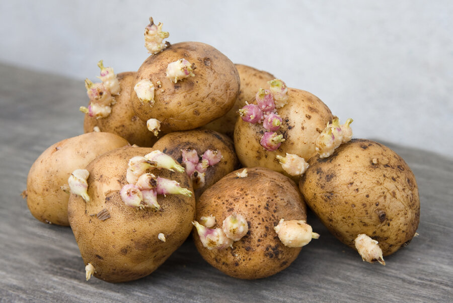 Преимущества кербовки картофеля перед посадкой