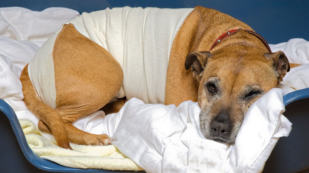 Ветеринария, предметы реабилитации для собак