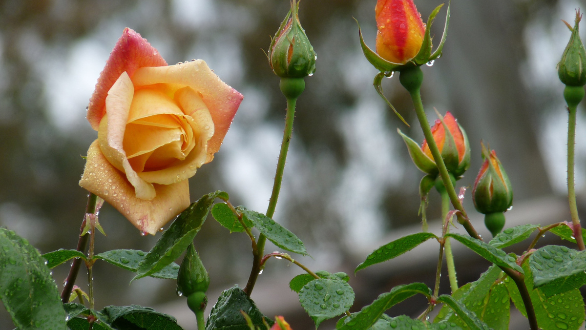Розы под дождем // Фото: pixabay / Buntysmum 
