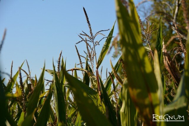    Урожай Марина Каширская © ИА REGNUM