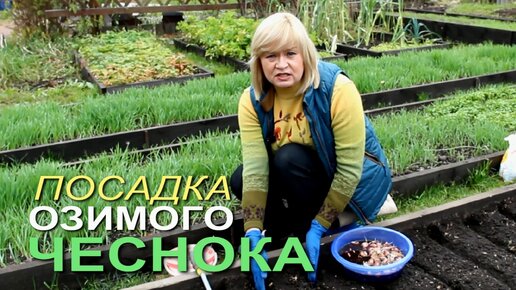 Несколько правил при посадке ОЗИМОГО ЧЕСНОКА ОСЕНЬЮ!