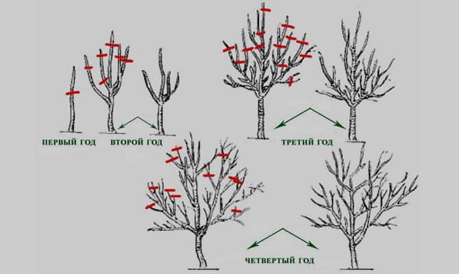 Обрезка груши осенью