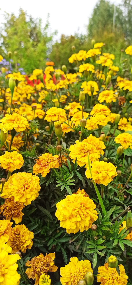 Цветы с клумбы возле музея 