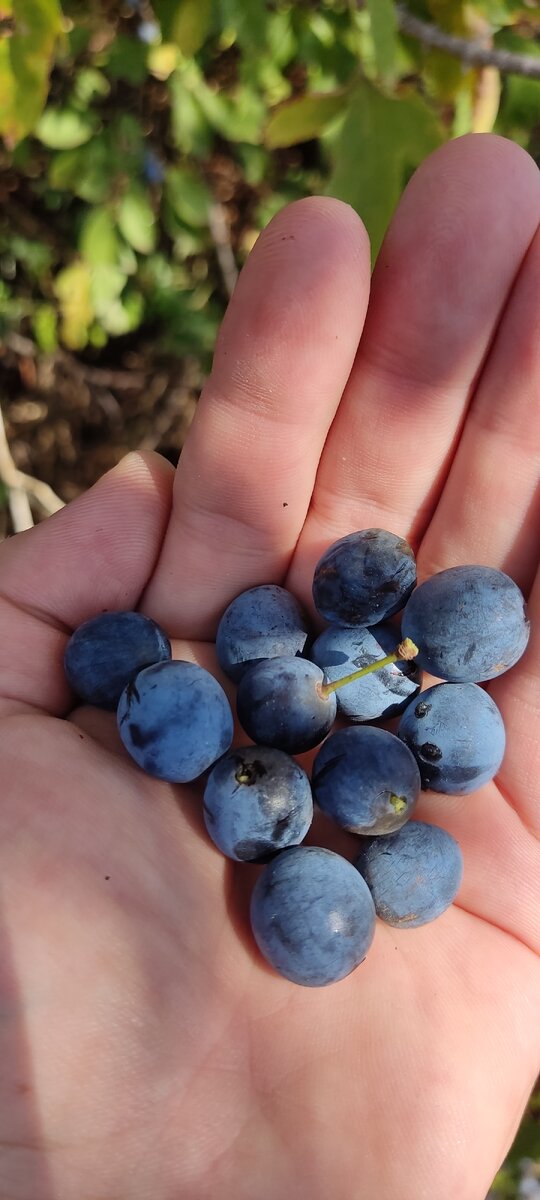 А это терн)))