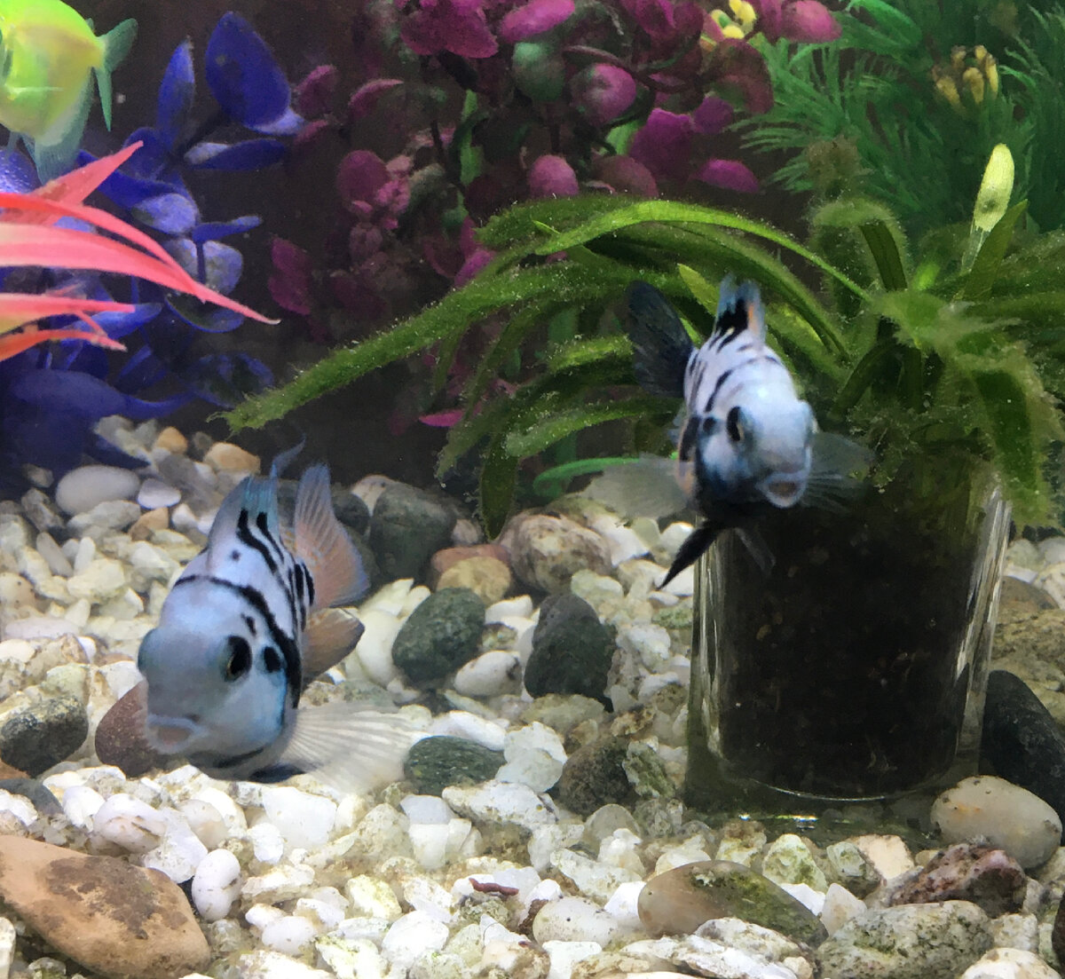 Это наша парочка 