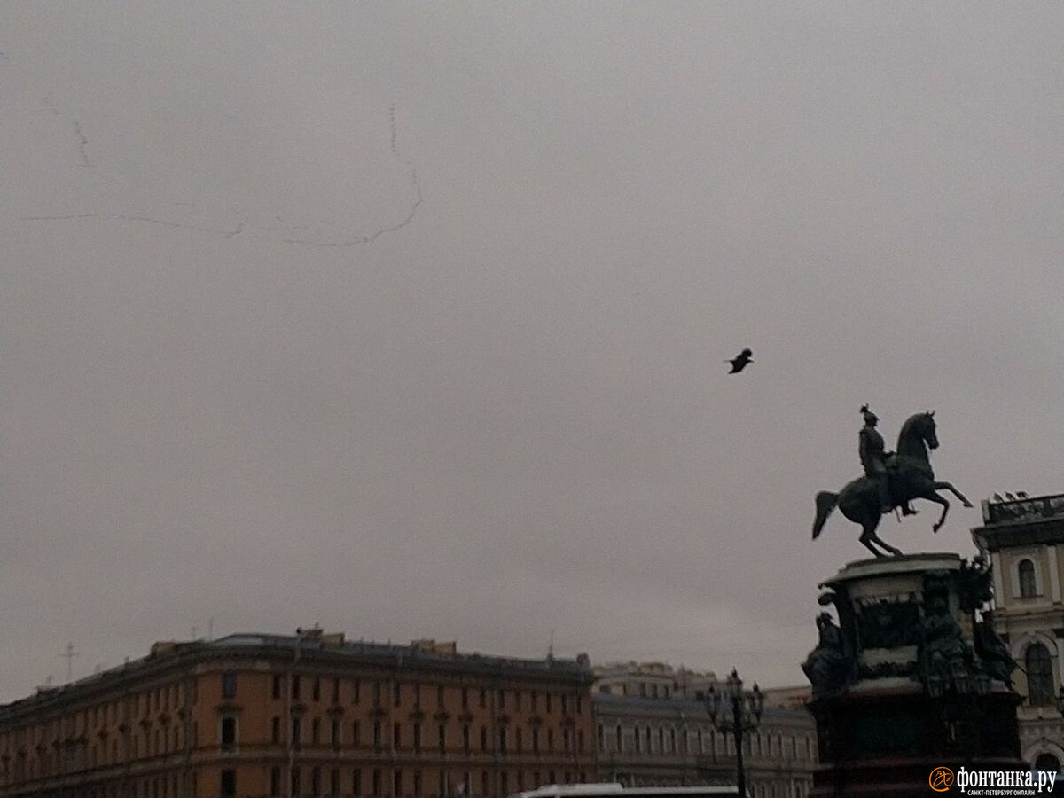 Грифоны банковского моста. Фонтанка ру новости санкт-петербург. Красивые места в питере для прогулки. Фонтанка ру избиение лошади на невском проспекте. Вид на петропавловку со стрелки васильевского острова.