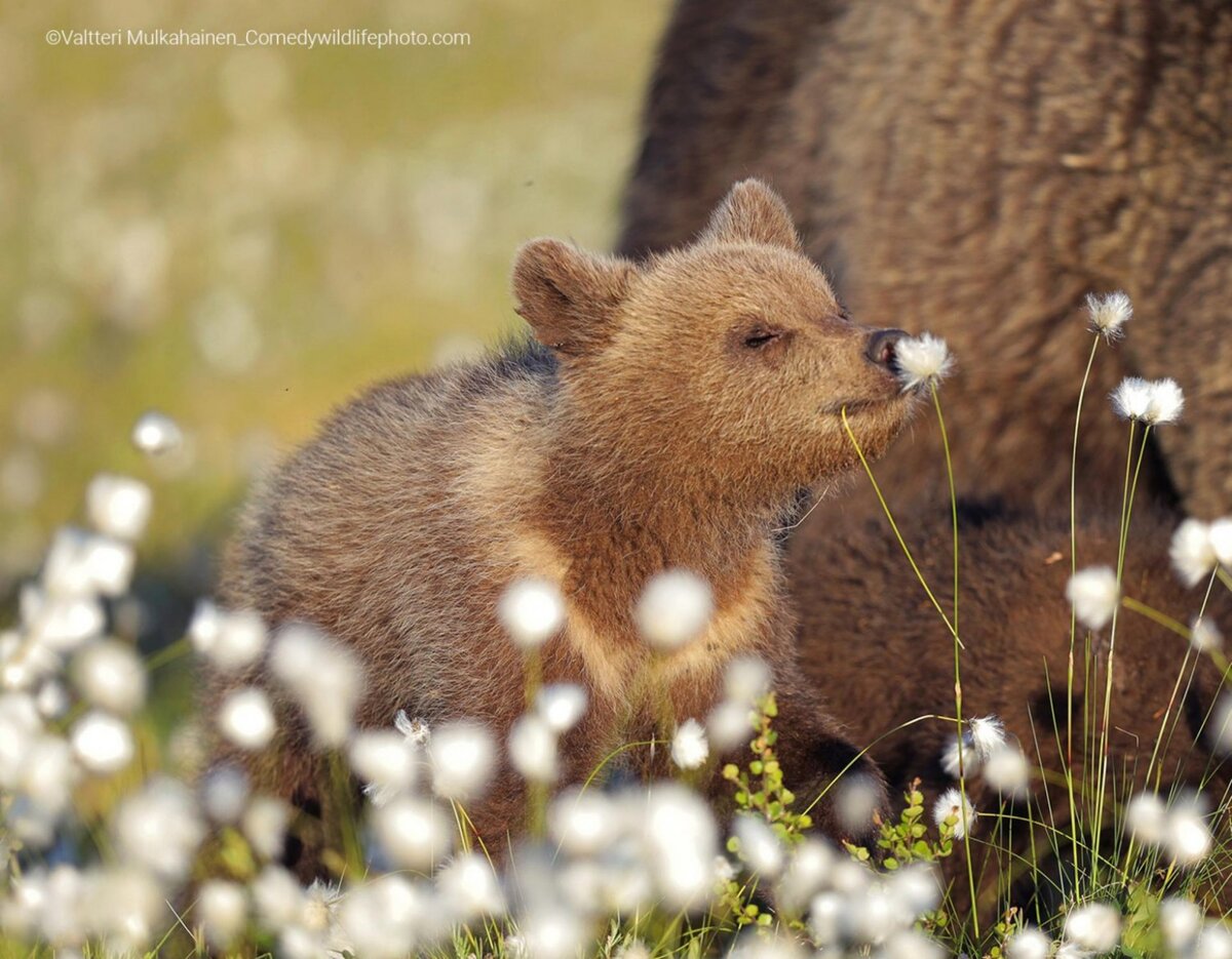 © Valtteri Mulkahainen.
Финалист Comedy Wildlife Photography Awards’2022
