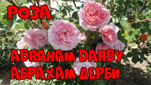 Роза английская Абрахам Дерби в моем саду - описание сорта!