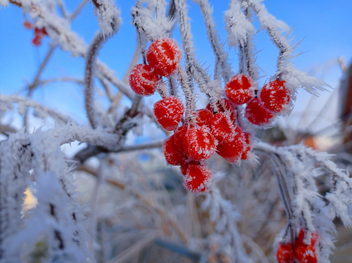 Морозное утро.