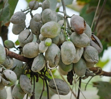 Тотальное поражение оидиумом, сохранить урожай не удасться.