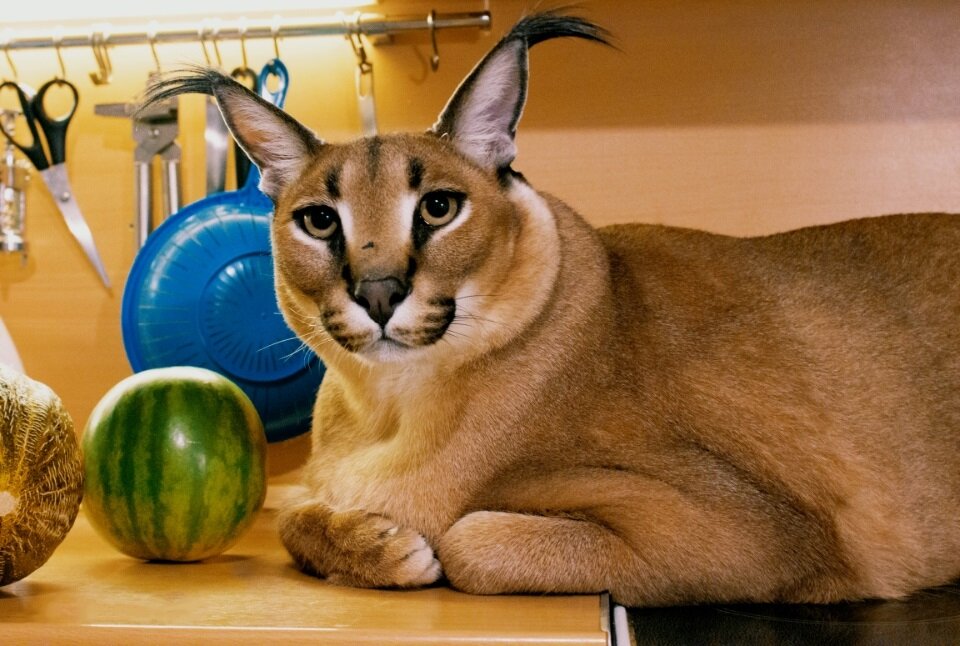 Гоша охотиться ни на кого не собирается