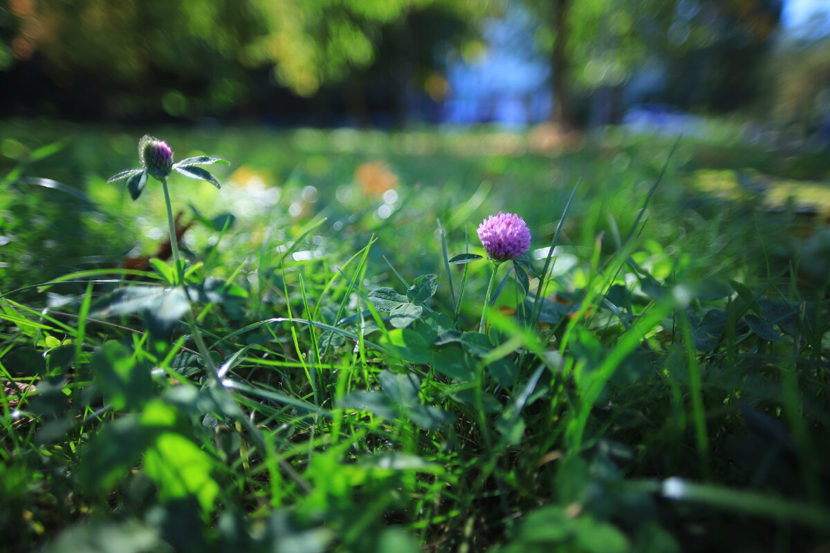 JPEG из 6D Mark II без обработки