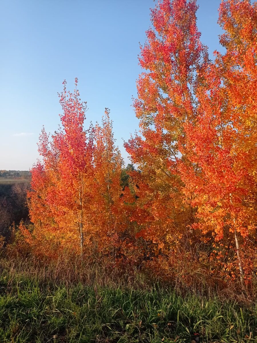 Родители в свою очередь могут внушать вину, чтобы манипулировать детьми. 