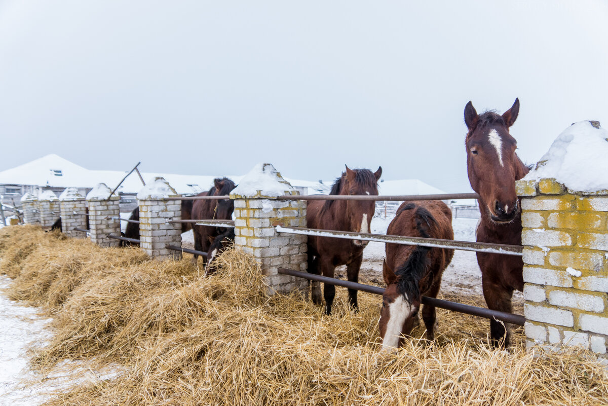 Владимирские тяжеловозы. 
