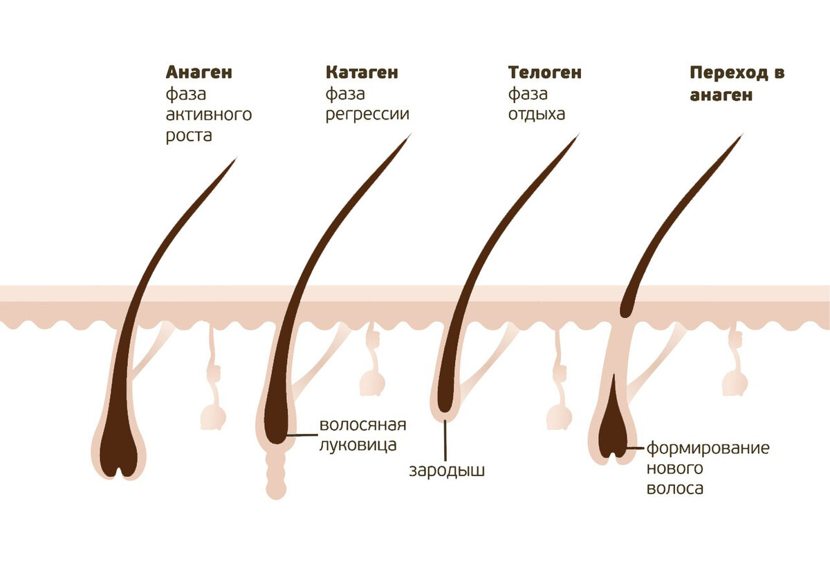 Анатомия волос и строение волоса