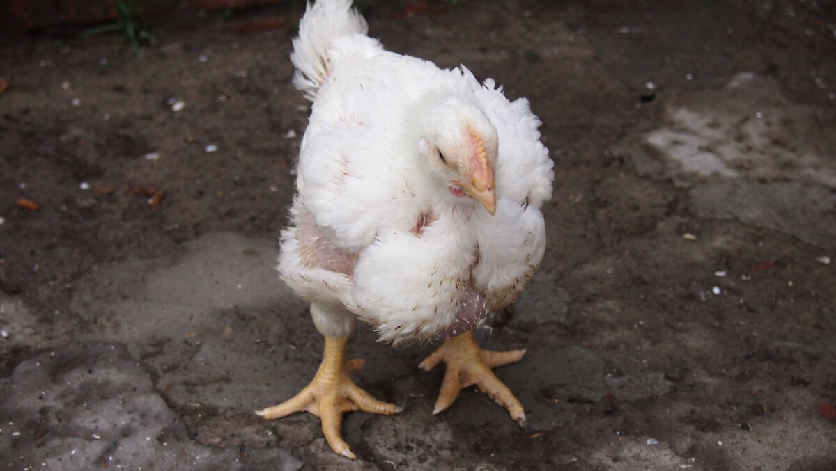 Этому бройлеру уже три недели.