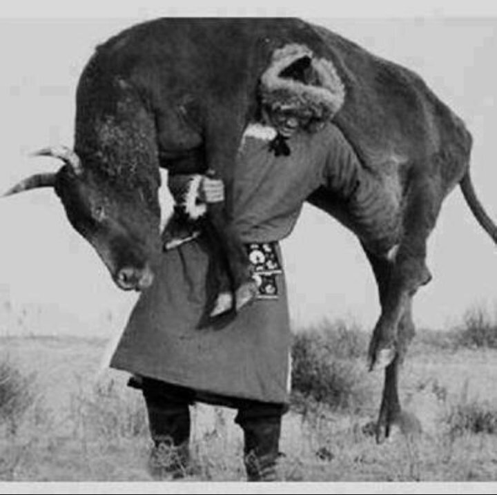 Борьба Монгол и узбек