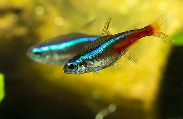 Источник фото: dreamaremyreality.blogspot.com 