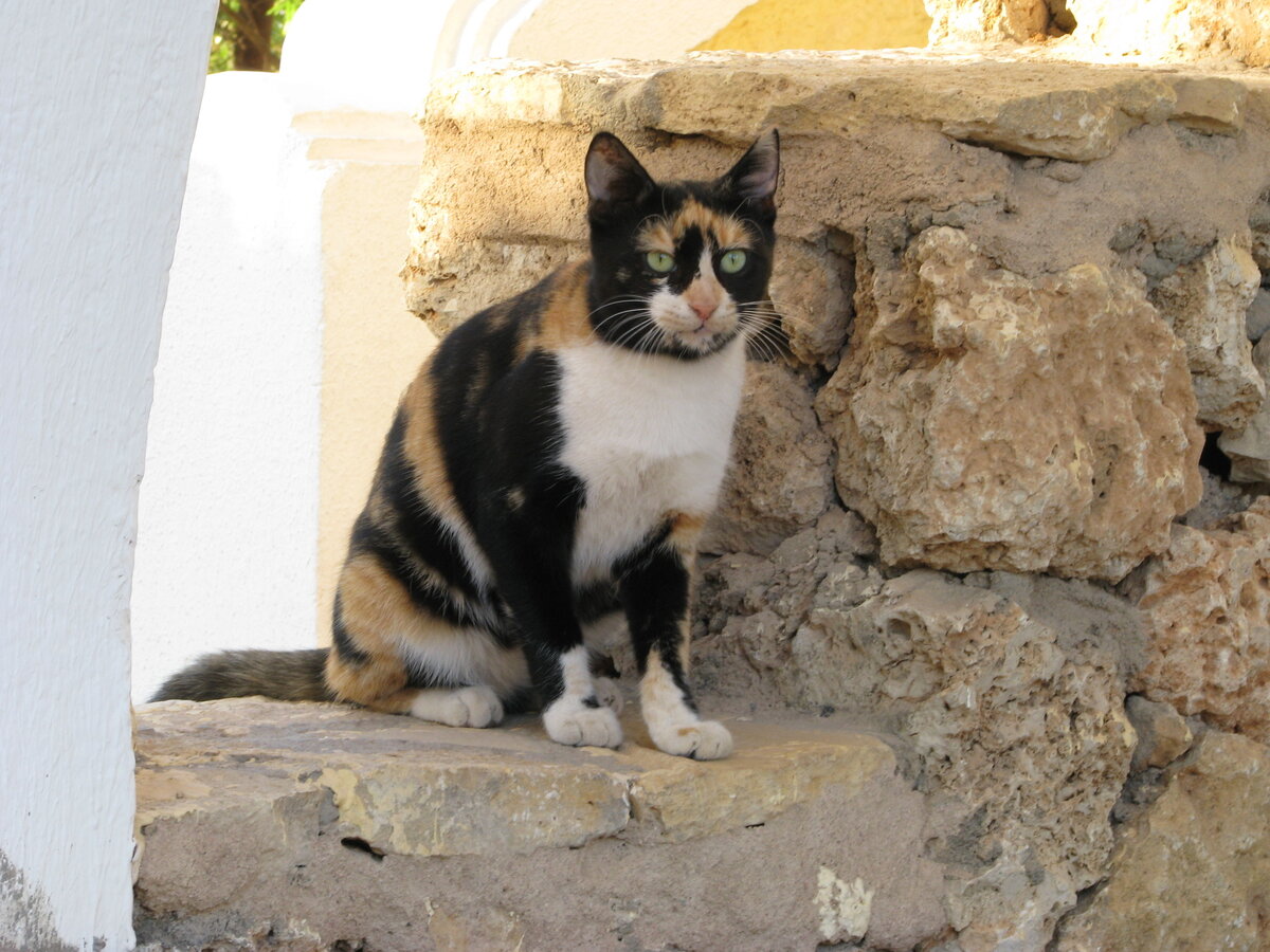 Необычный котик