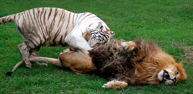 https://nature-animals.ru/kto-silnee/61-kto-silnee-lev-ili-tigr.html