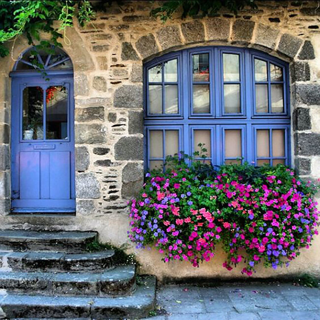 Цветы за окном квартиры: что выбрать | Пуршат. Официальный сайт