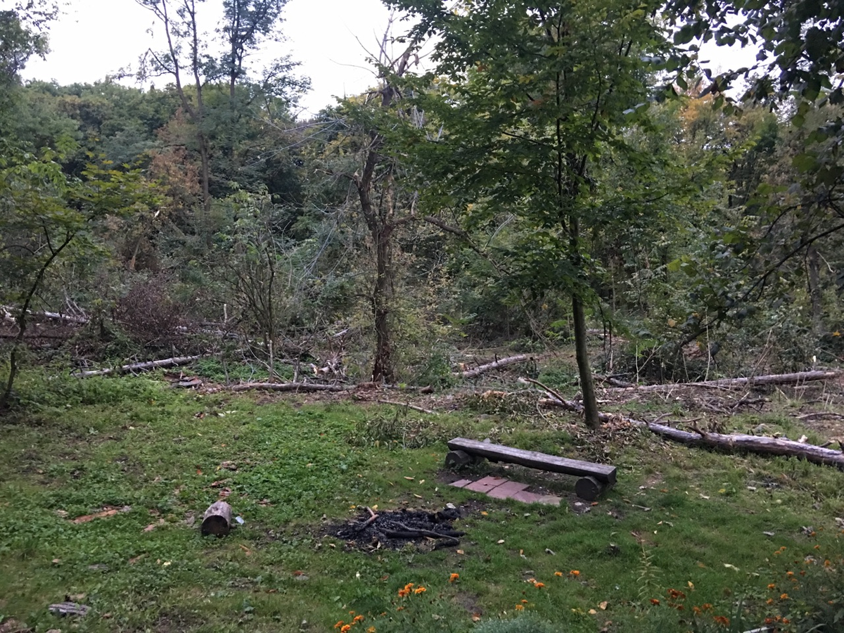 Начало октября 2019, кругом валяются спиленные деревья, это ужас.