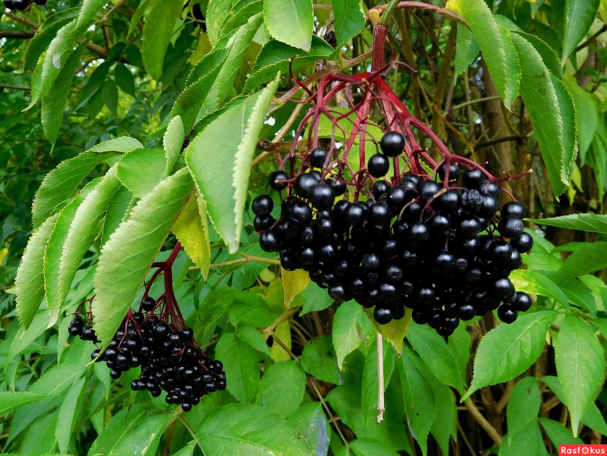 Черный кустарник. Бузина черная (Sambucus nigra). Бузина чёрная (Sambucus nigra l.). Самбукус Нигра (Бузина черная)куст. Бузина (черная, травянистая, красная).