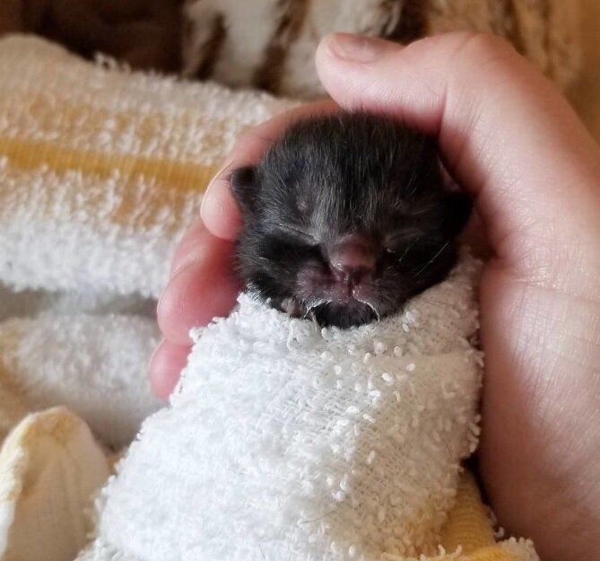 Фото: https://www.instagram.com/thecatlvt/