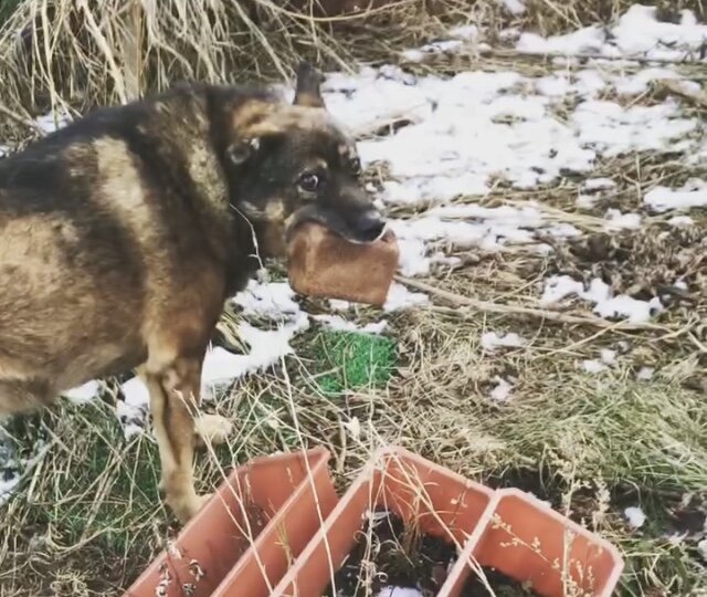 Эх, не кормит меня хозяйка!