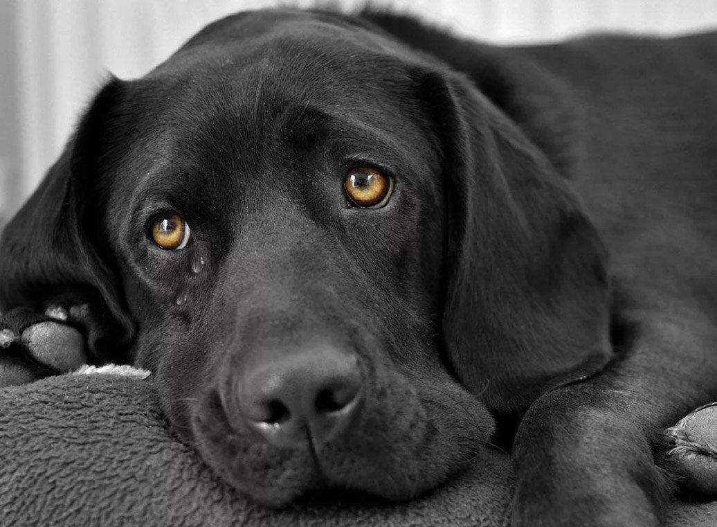 Собаки тоже умеют плакать