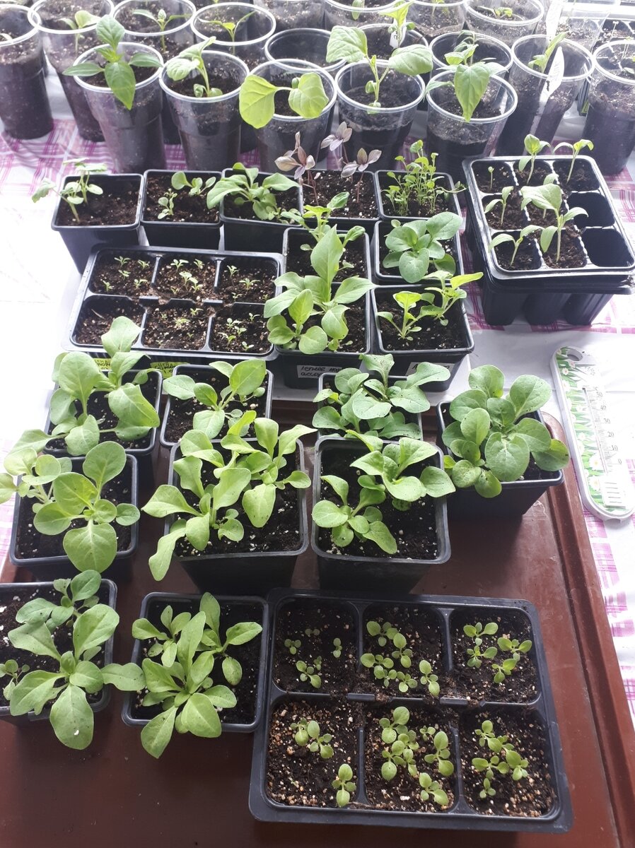 пикировка рассады сальвии. пикировка ампельной петунии. пикировка сеянцев петуний. петуния посадка пикировка рассады. немезия пикировка рассады.