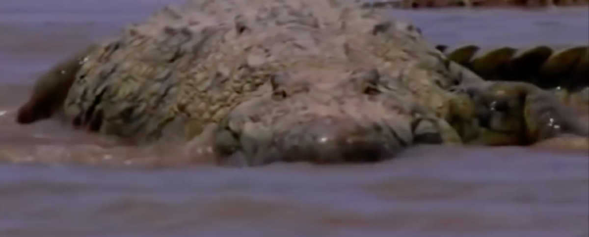 На берегах реки Рузизи в Бурунди скрывается чудовище почти мифических размеров - Густав, людоед-крокодил съел почти 400 человек! Он живёт уже более 60 лет и, его до сих пор никто не смог поймать!-2-2