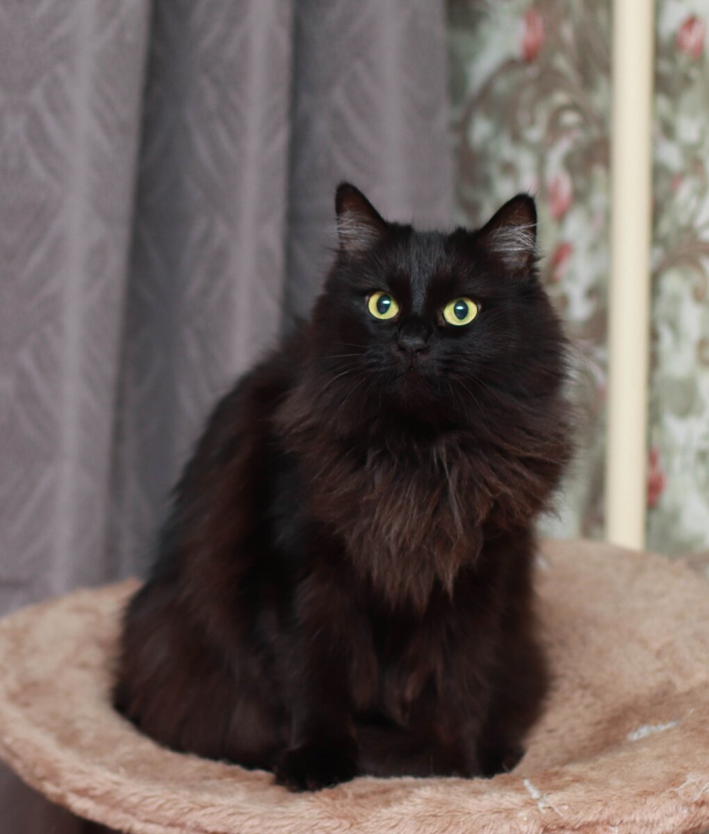 Кот Жоржио из Банды Дворян