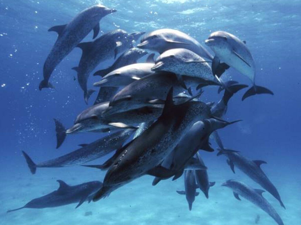 Нападение дельфинов. Дельфин против акулы. Дельфин vs акула. Стая дельфинов против акулы. Дельфин враг акулы.