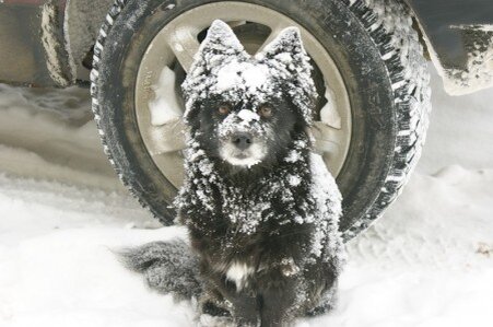 Фотография из ининтернета