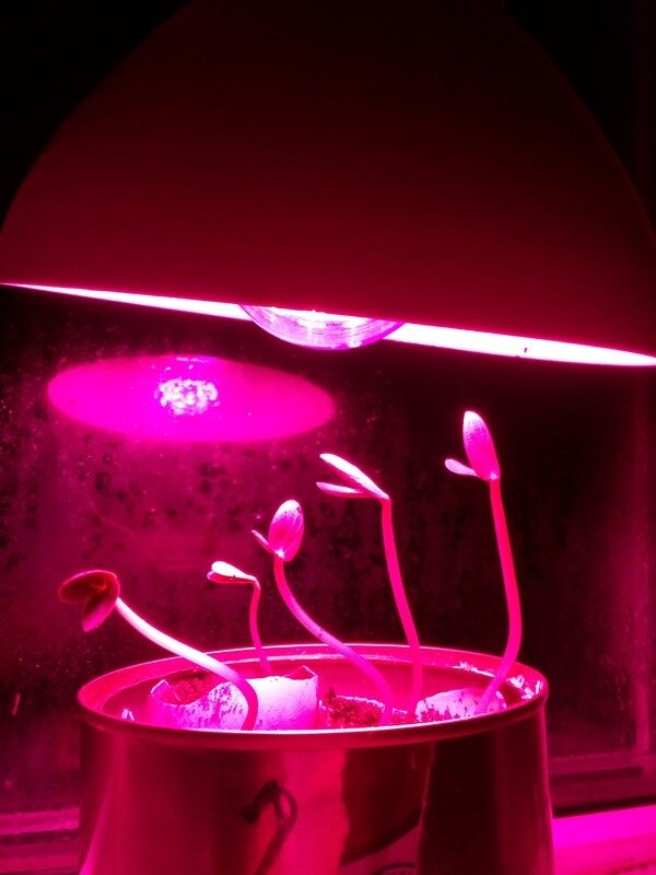 Досветка вытянувшихся всходов фитолампой с красным спектром