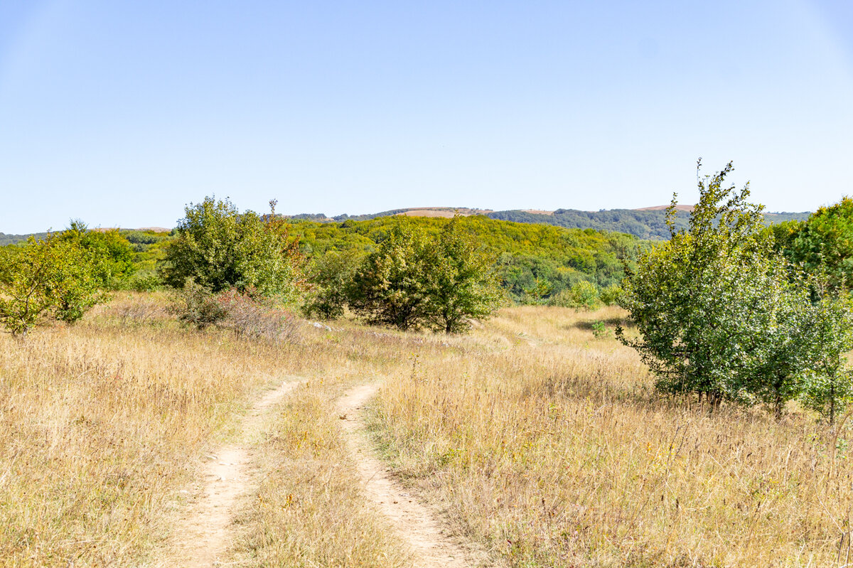 1. Дорога, окружённая редкими низкорослыми лиственными деревьями. Вдали Тырке-яйла.


