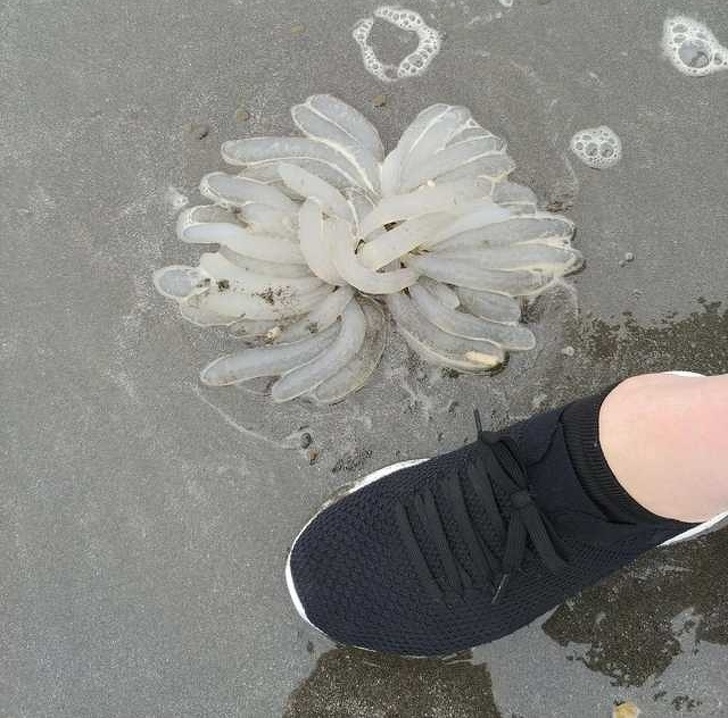 © Fishtails / Reddit  