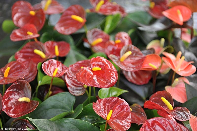 Anthurium Andreanum Grp Arion - indoor plant