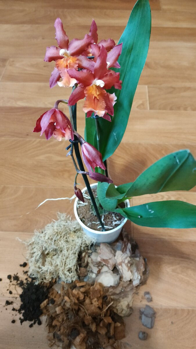Пересадка орхидеи в марте
