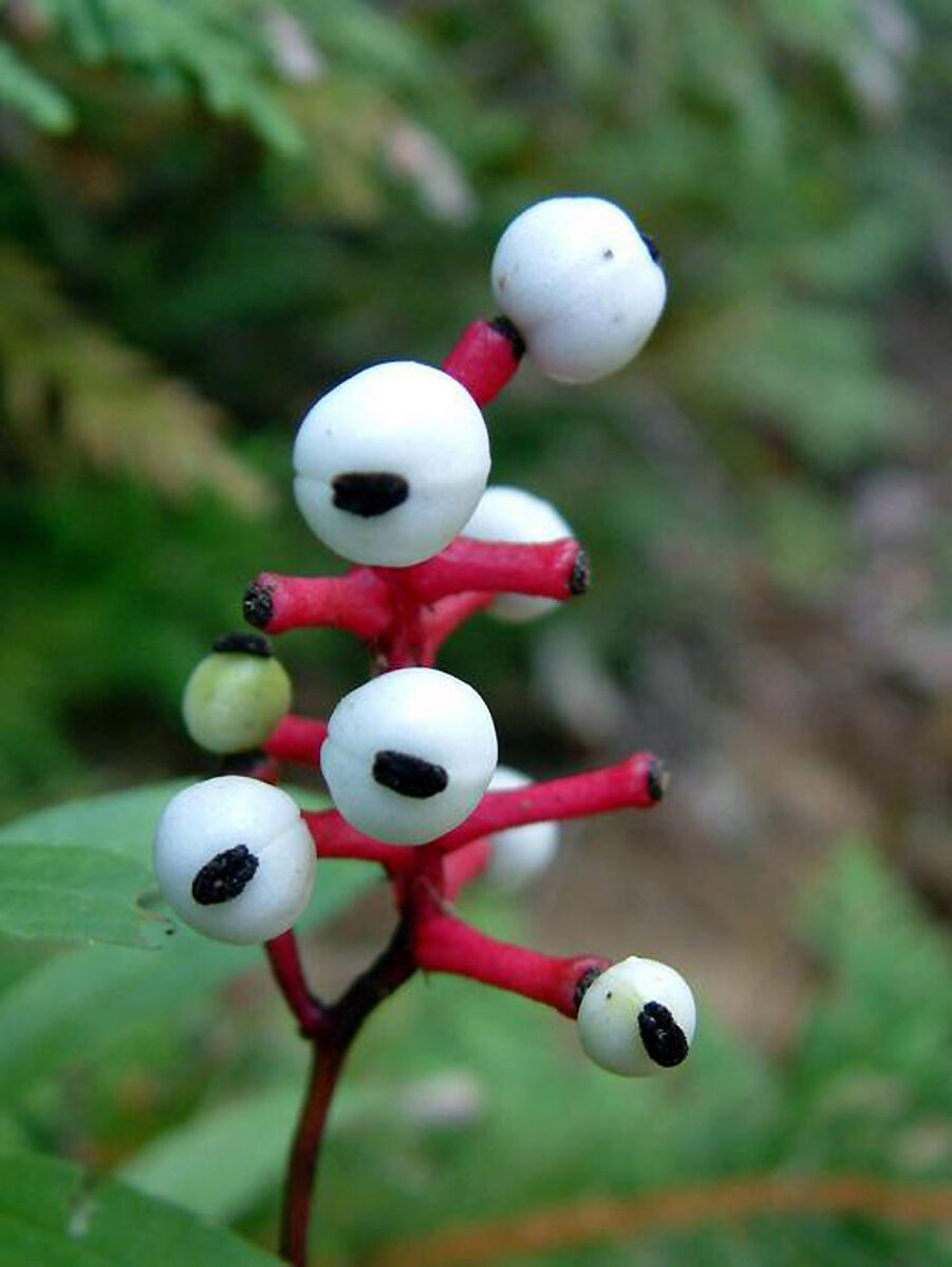Воронец толстоножковый (Actaea pachypoda)