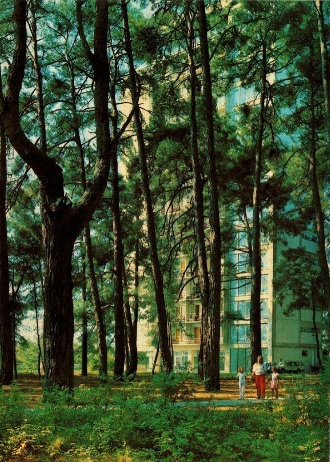 Пицундские сосны.