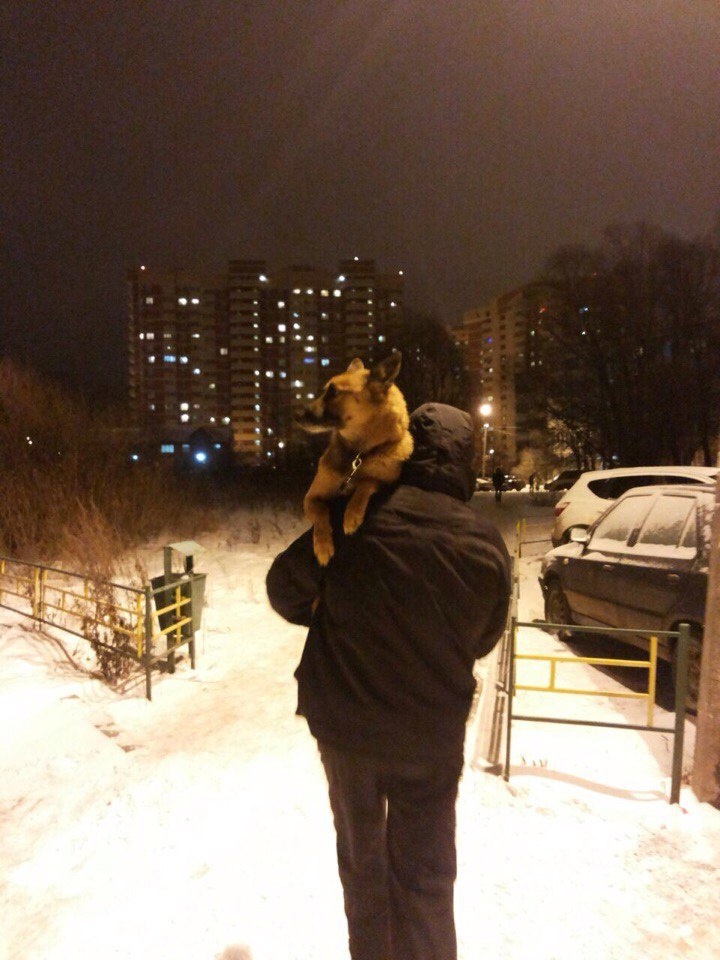 Фокс, выпускник приюта Солнцево