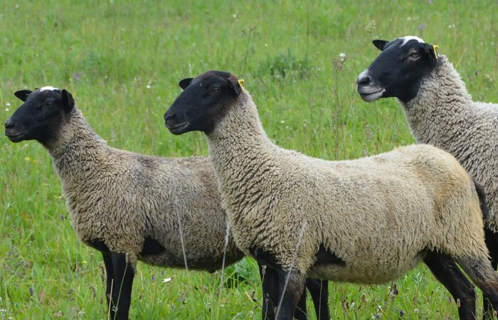 Овечки романовской породы. Я держал таких же, но эти не мои ©